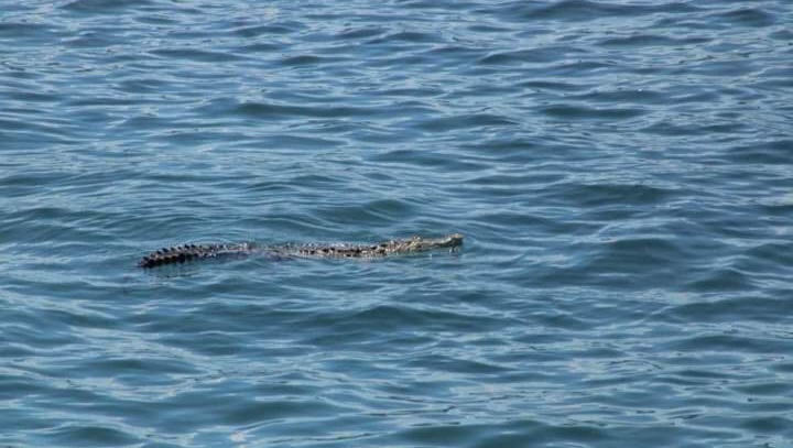 Capturan a cocodrilo en playa Las Hamacas de Acapulco - Réplica